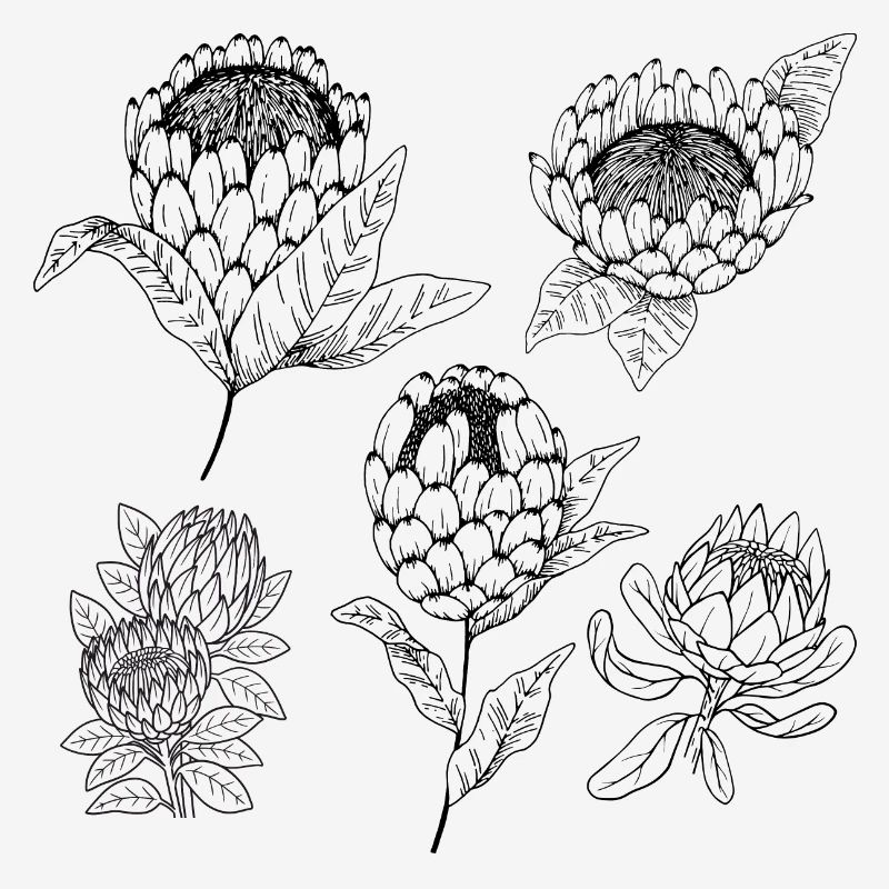 Protea-Blütengruppe