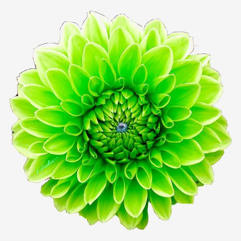 Fleur