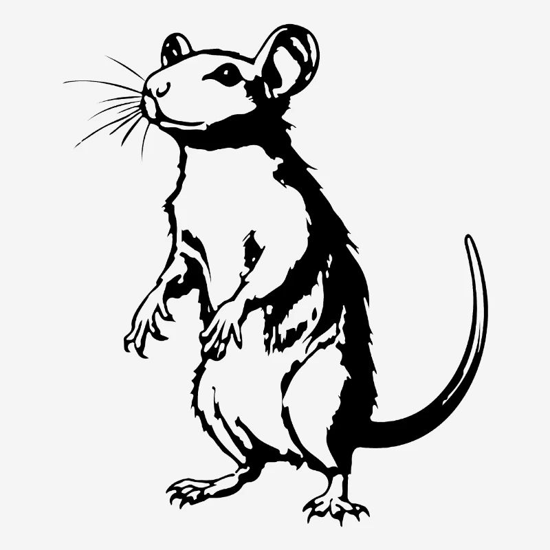 Rat Mouse Rodent Rats
