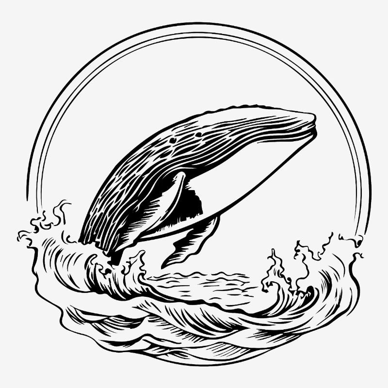Whale Sea Fish