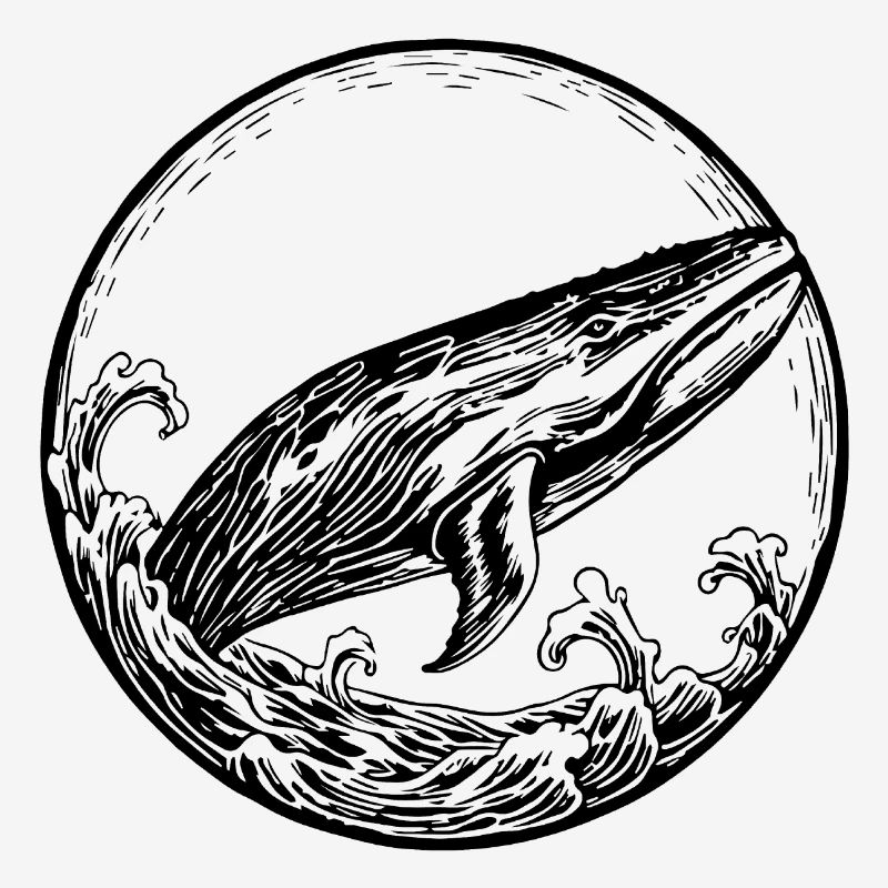 Whale Sea Fish