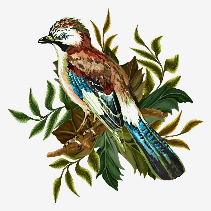Oiseau coloré