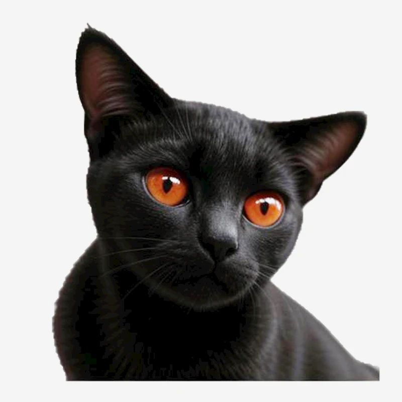 Chat noir