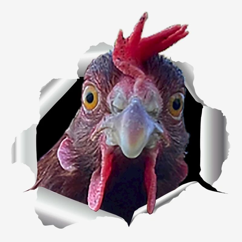 Poulet - papier déchiré
