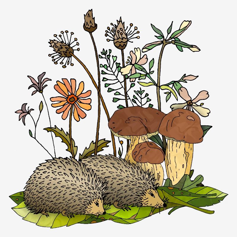Hedgehogs