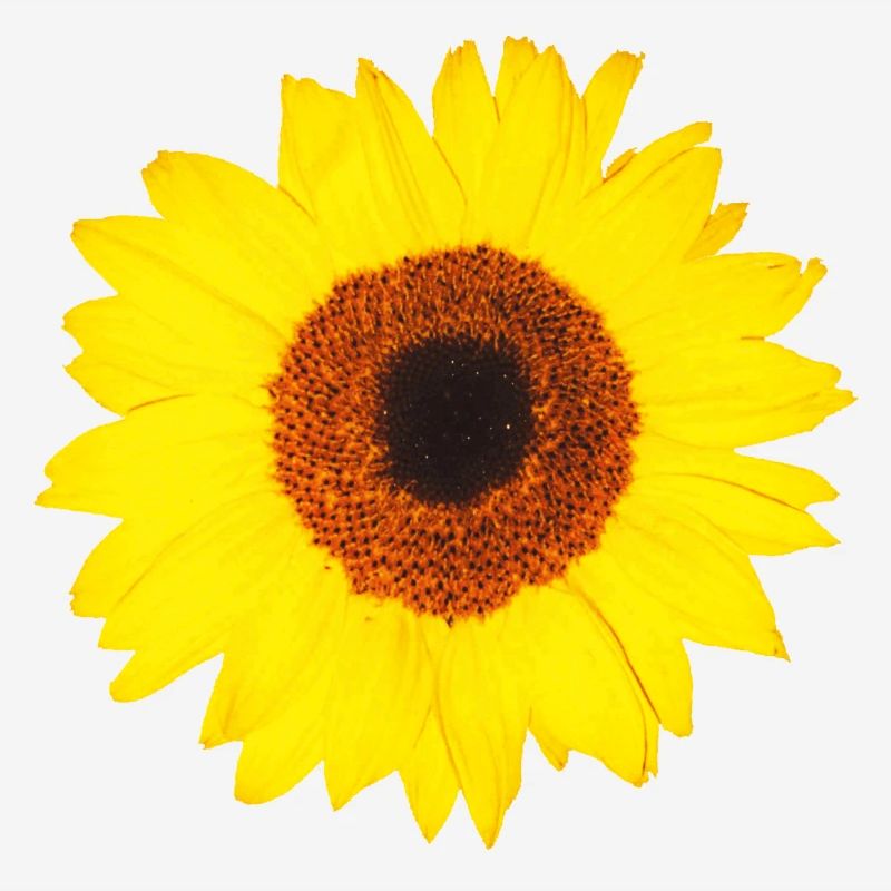 Sonnenblume