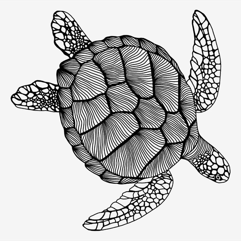Turtle Line Art - Turtle