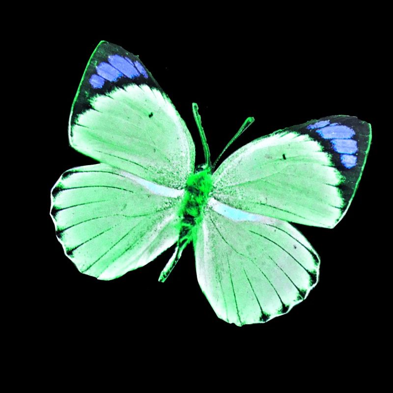 Papillon - nuances de vert vert bleu uni