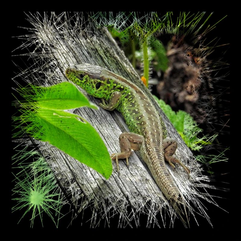 Die Zauneidechse ist ein weit verbreitetes Reptil