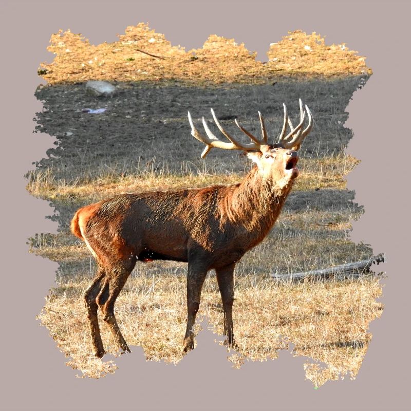 Ein röhrender Hirsch im Spätherbst