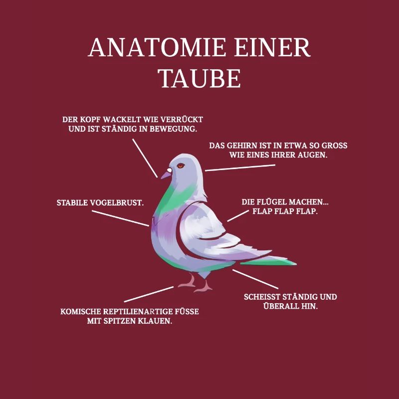 Anatomie einer Taube - Brieftaube Tauben Flüsterer