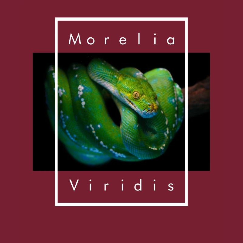 Morelia Viridis Grüner Baum Python Schlangenhalter