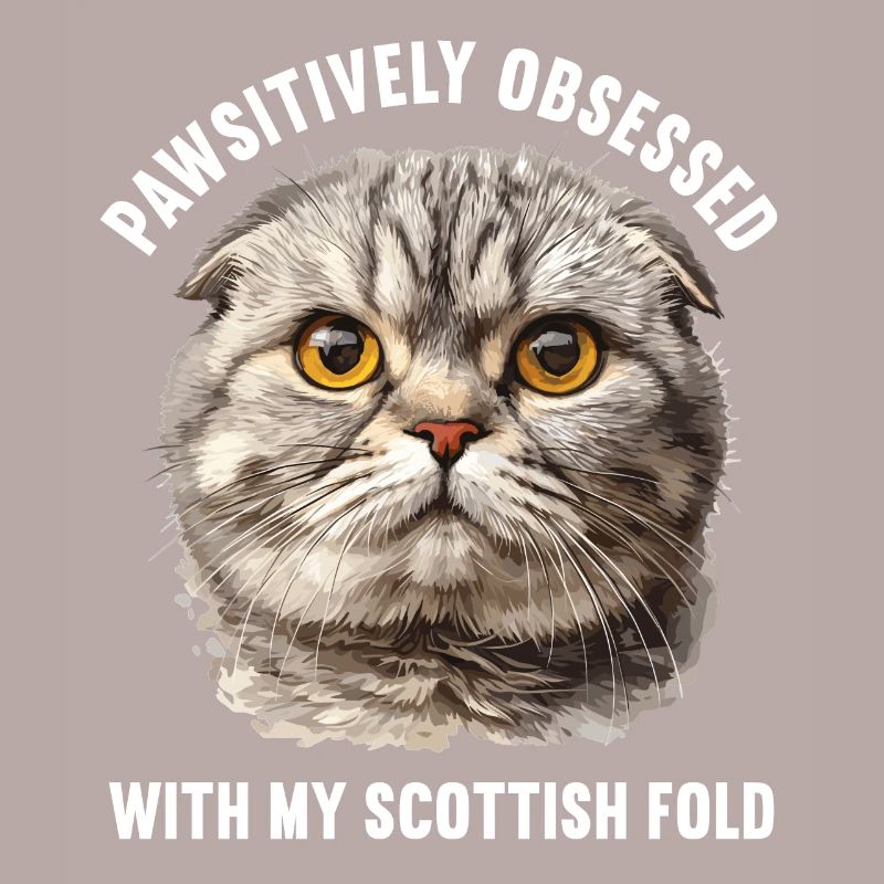 Scottish Fold Kätzchen Scottish Fold Katze