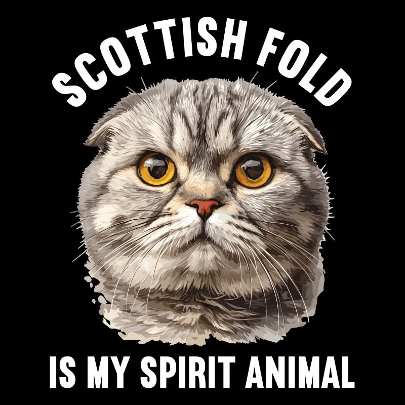 Scottish Fold Kätzchen Scottish Fold Katze