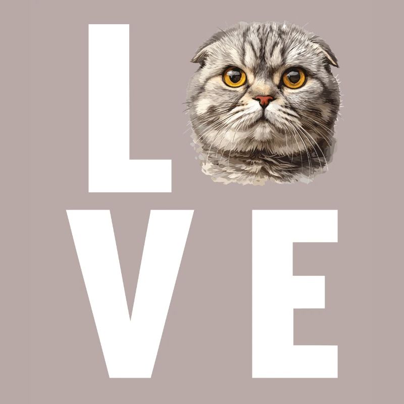 Scottish Fold Kätzchen Scottish Fold Katze