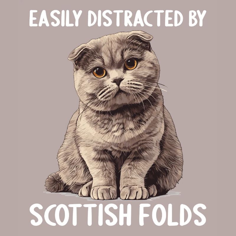 Scottish Fold Kätzchen Scottish Fold Katze