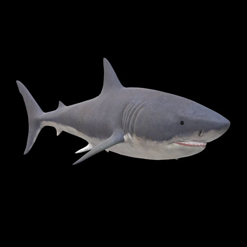 Shark