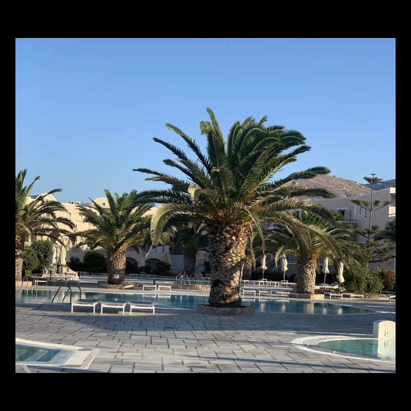 Palm tree
