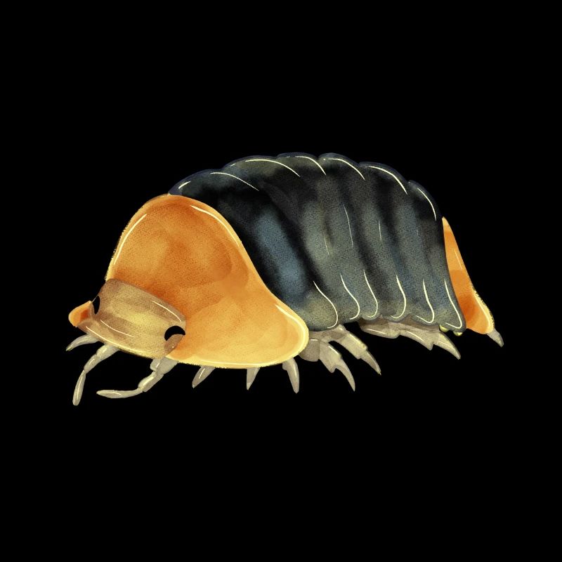 Isopod cubaris sp rubber ducky