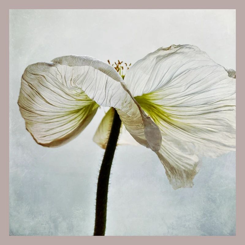Fleur de pavot blanc