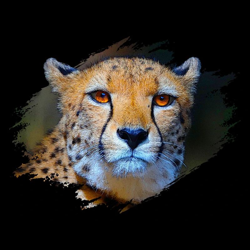 Gepard