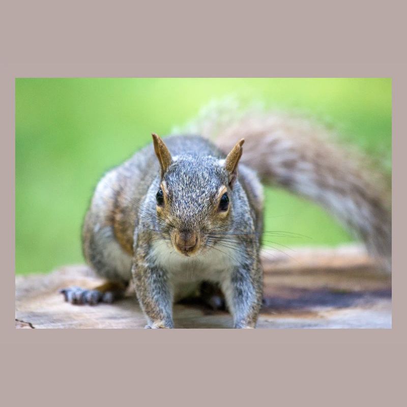 Grey squirrel Grauhörnchen Sciurus carolinensis