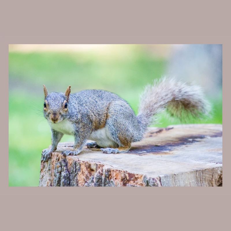 Grey squirrel Grauhörnchen Sciurus carolinensis