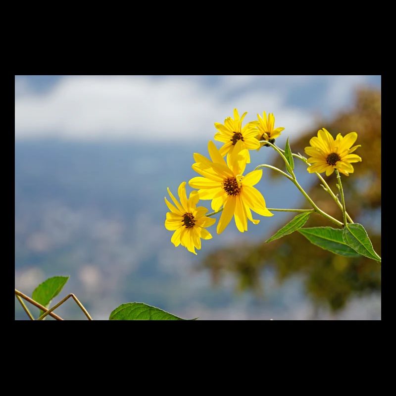 Blume 1