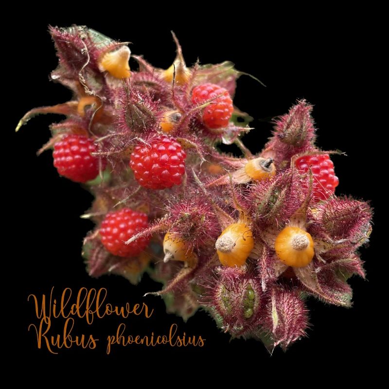 Rubus