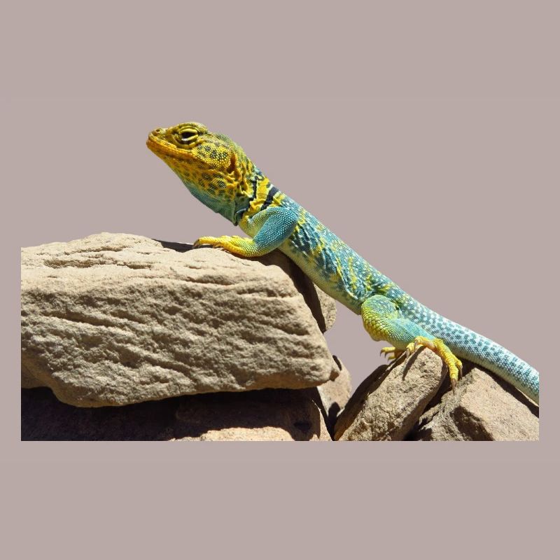 gecko lizard real lizard