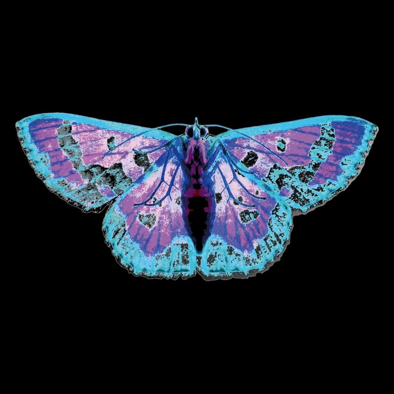 moth