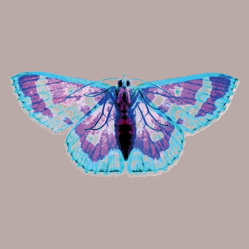 moth