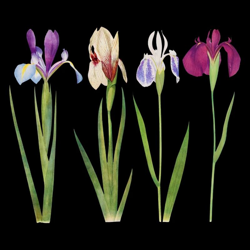 Iris