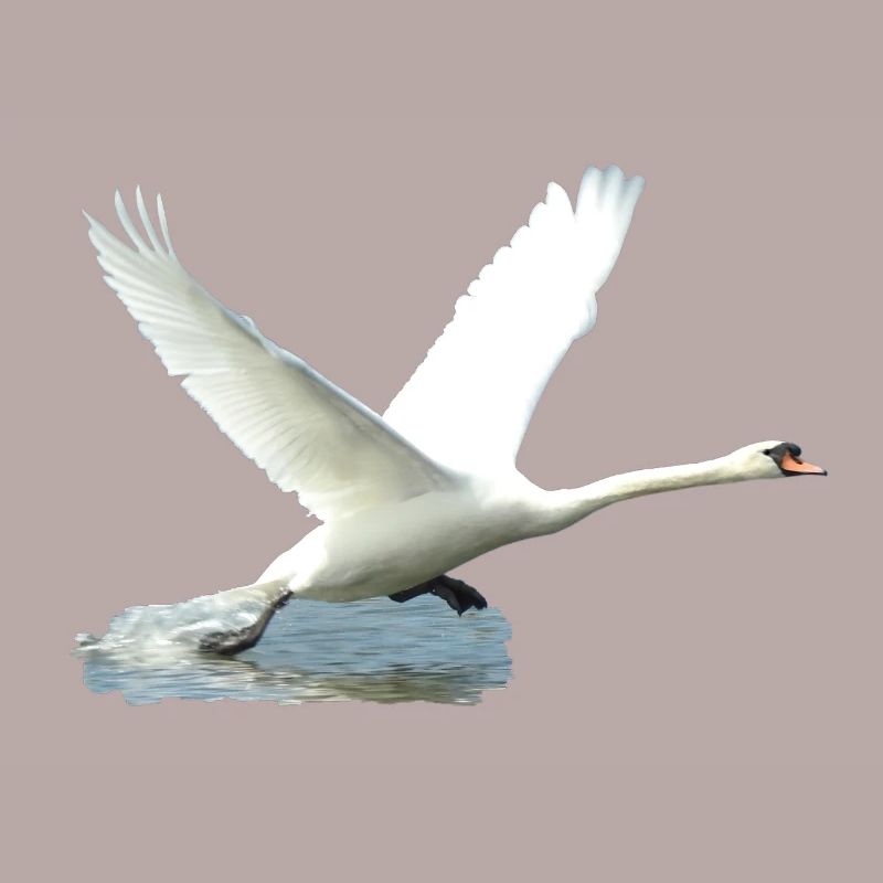 Here it's ready for take off