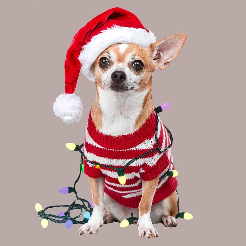 Chihuahua Pull de Noël Chien Mignon