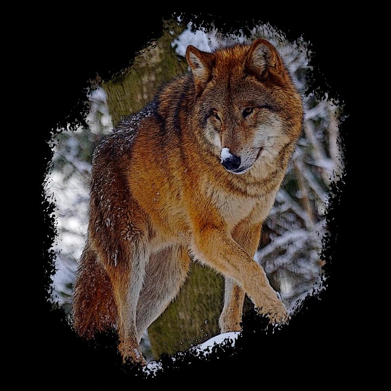 Wolf