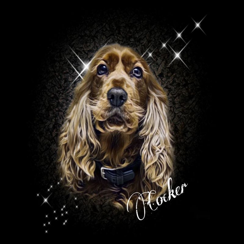 Cocker Spaniel