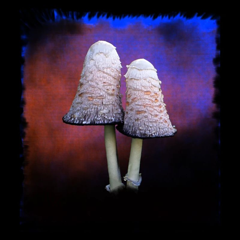 Weisse Pilze
