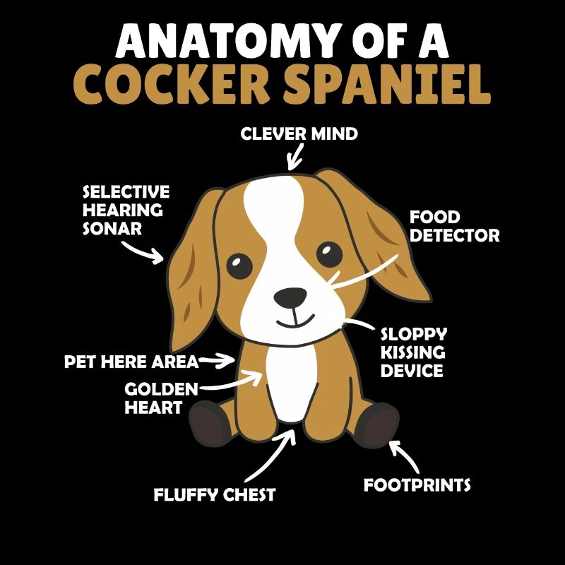 Anatomie eines Cocker Spaniel süße Hunde Welpe