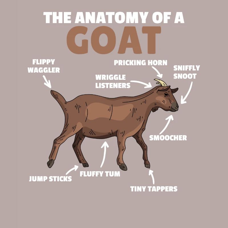 Explication de l’anatomie d’une chèvre mignonne