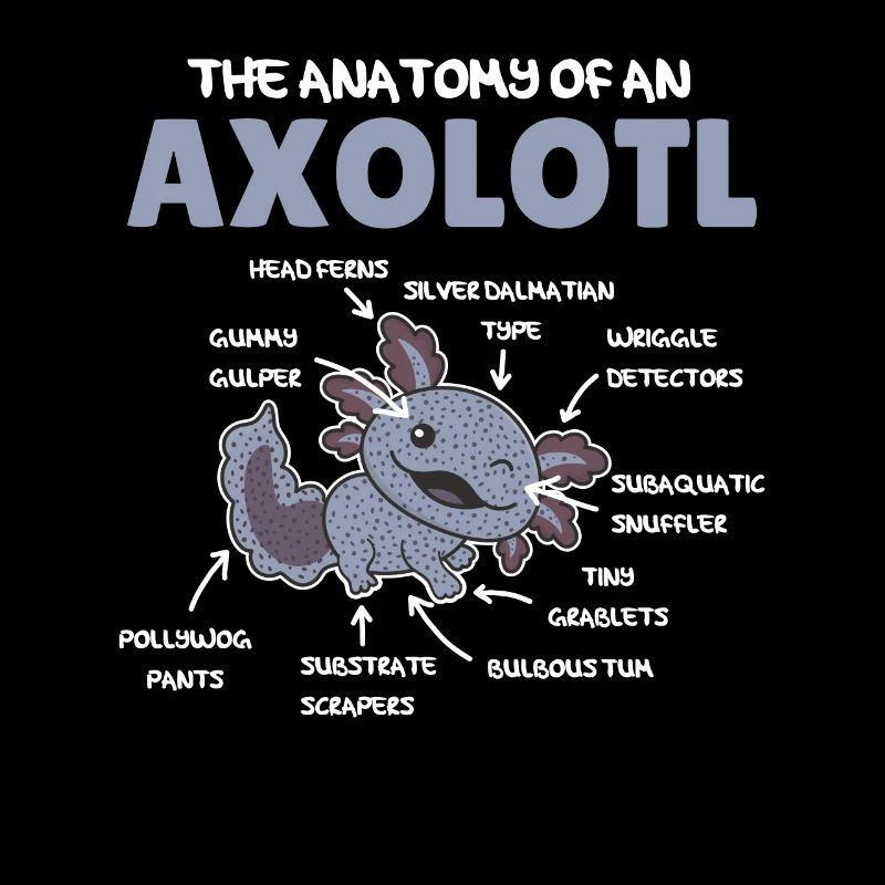 Axolotl Explication Anatomie d’un Axolotl