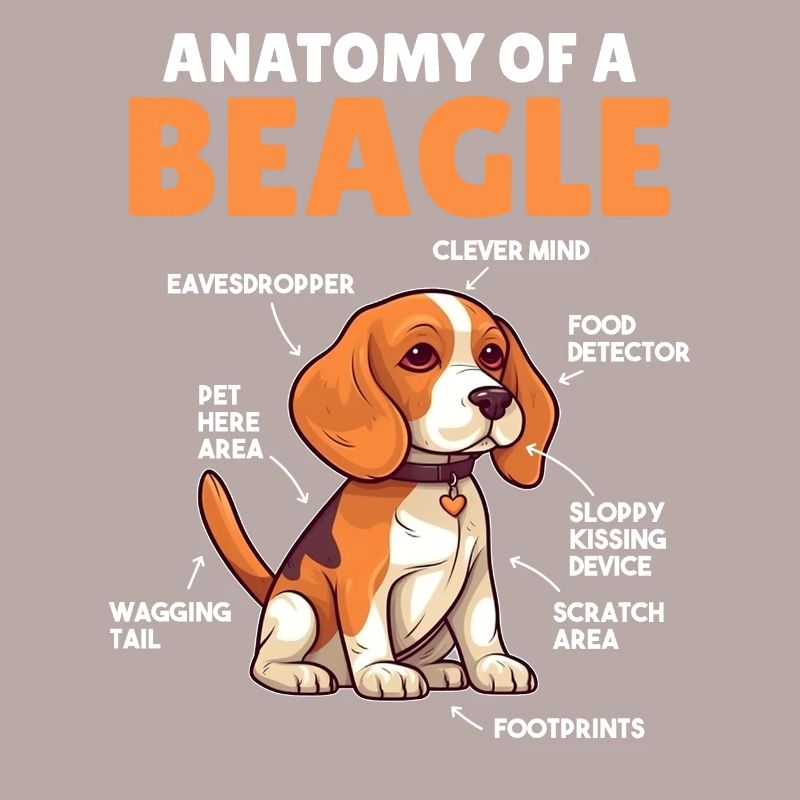 Explication du chien Anatomie d’un beagle