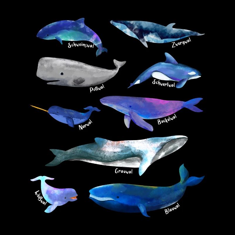 Dessins de baleines - diverses espèces de baleines