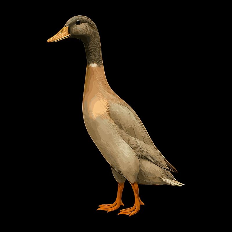 Canard indien élevage Canard mignon Canard canard