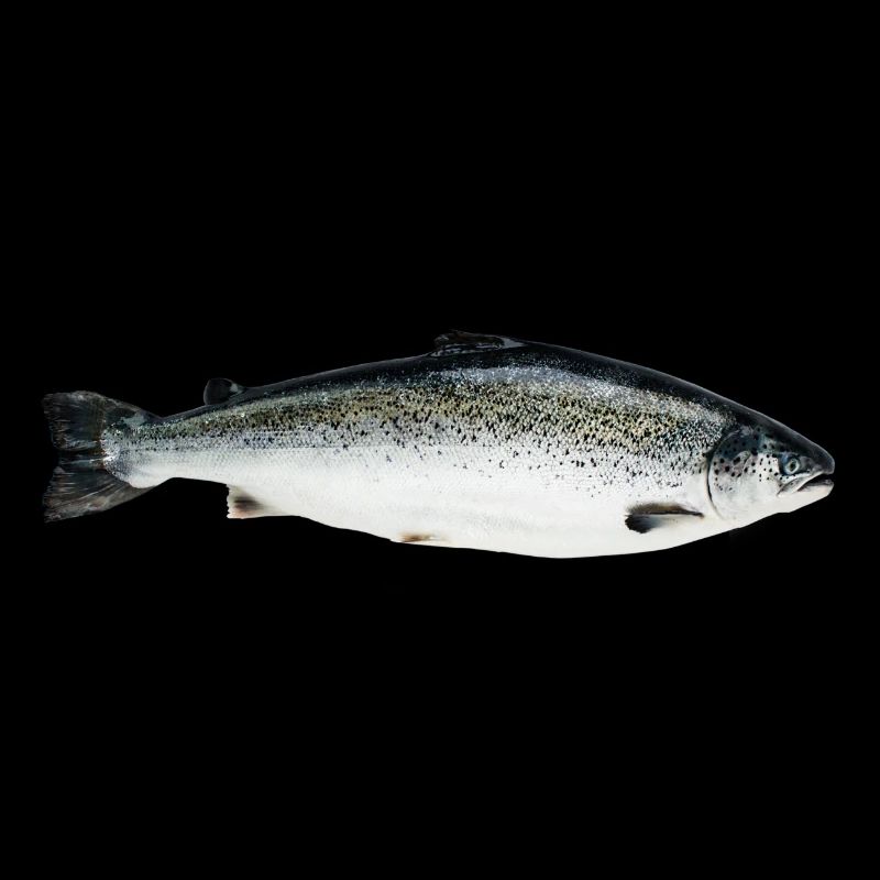 Lachs