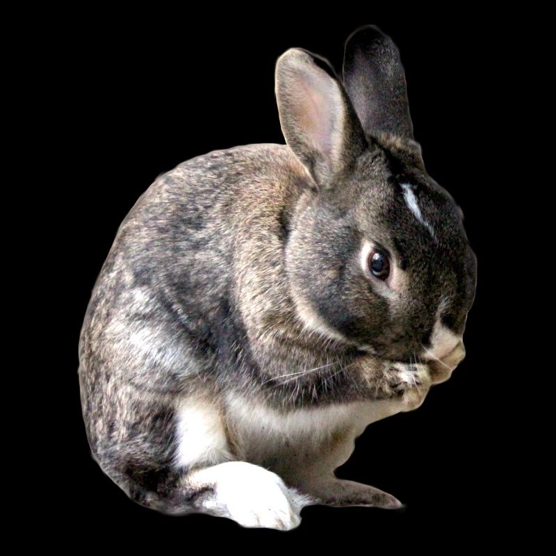 rabbit