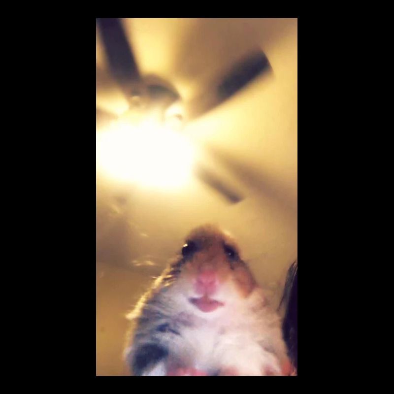 Meme Hamster Staring Front Camera