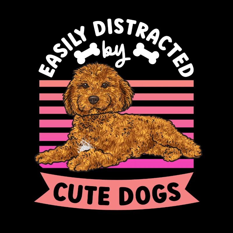 Cavapoo Cavoodle Capoodle Chien