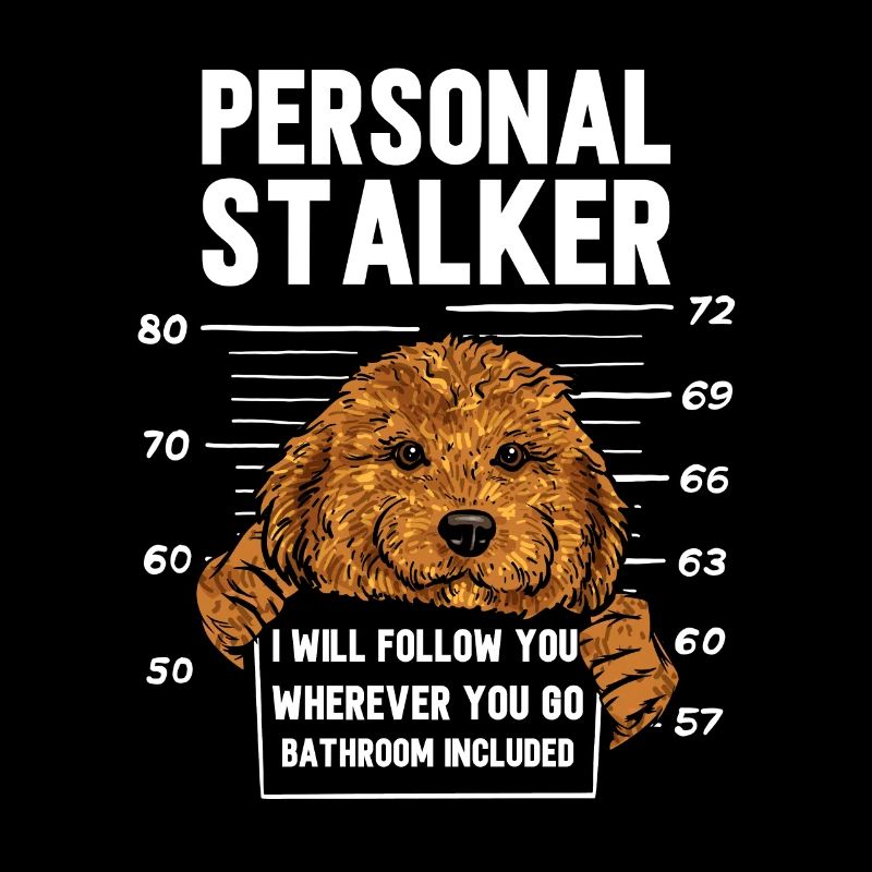 Cavapoo Cavoodle Capoodle Chien