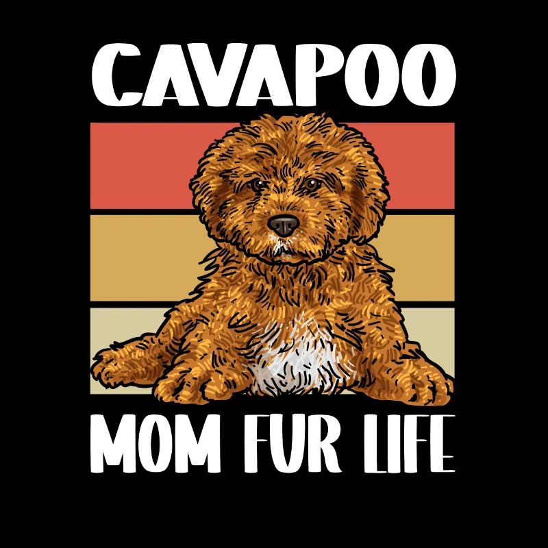 Cavapoo Cavoodle Capoodle Dog